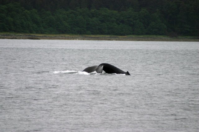 image1005.jpg
