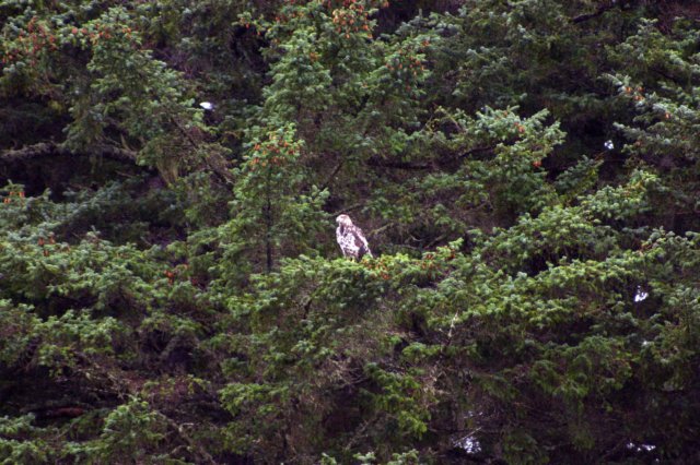 image1050.jpg