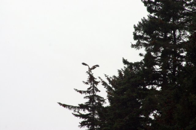 image1078.jpg