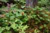 image147_small.jpg