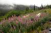 image433_small.jpg