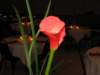 img_0007_md_small.jpg